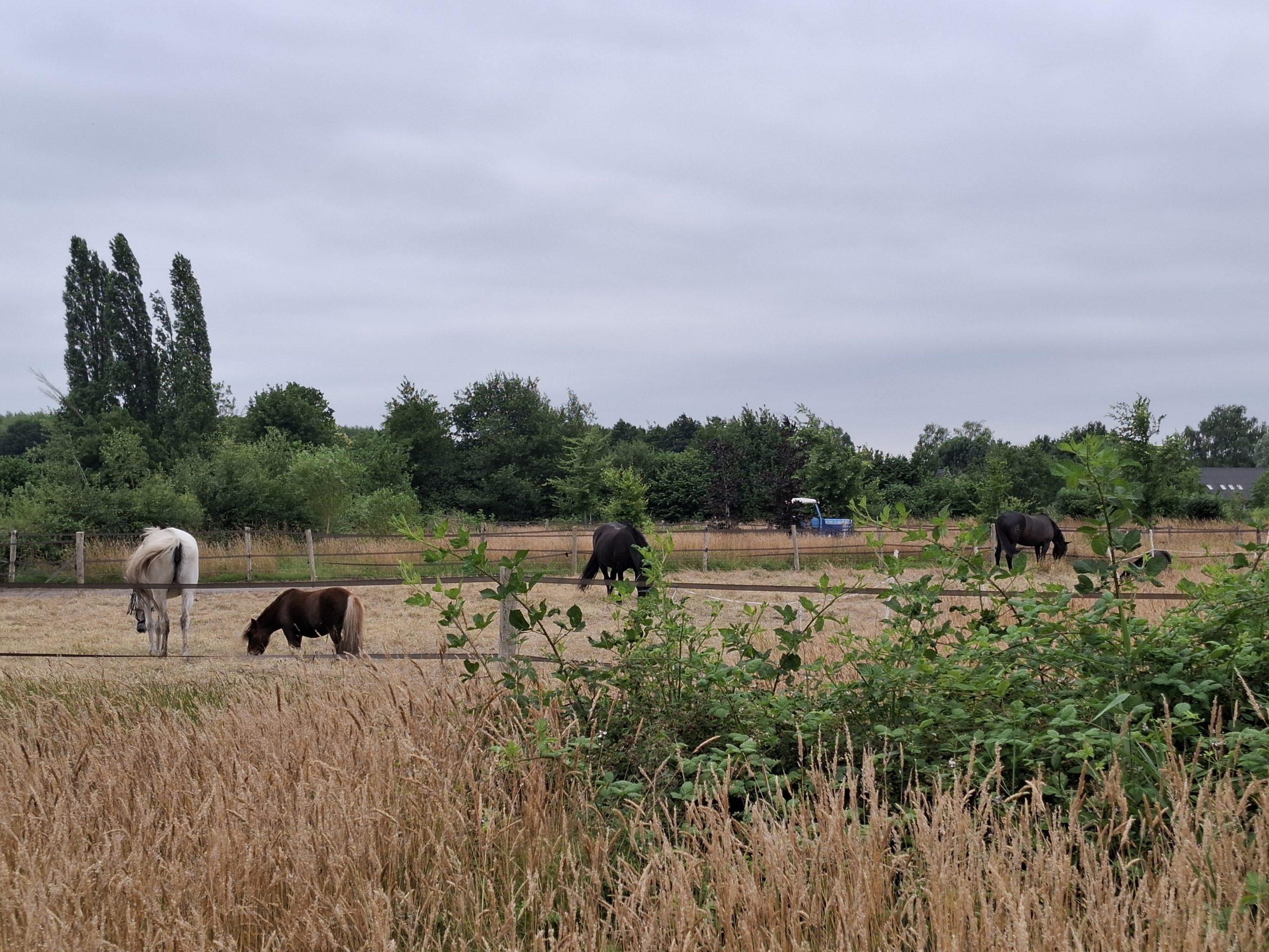 Paarden in paddock Achterhoek Paarden in paddock Achterhoek