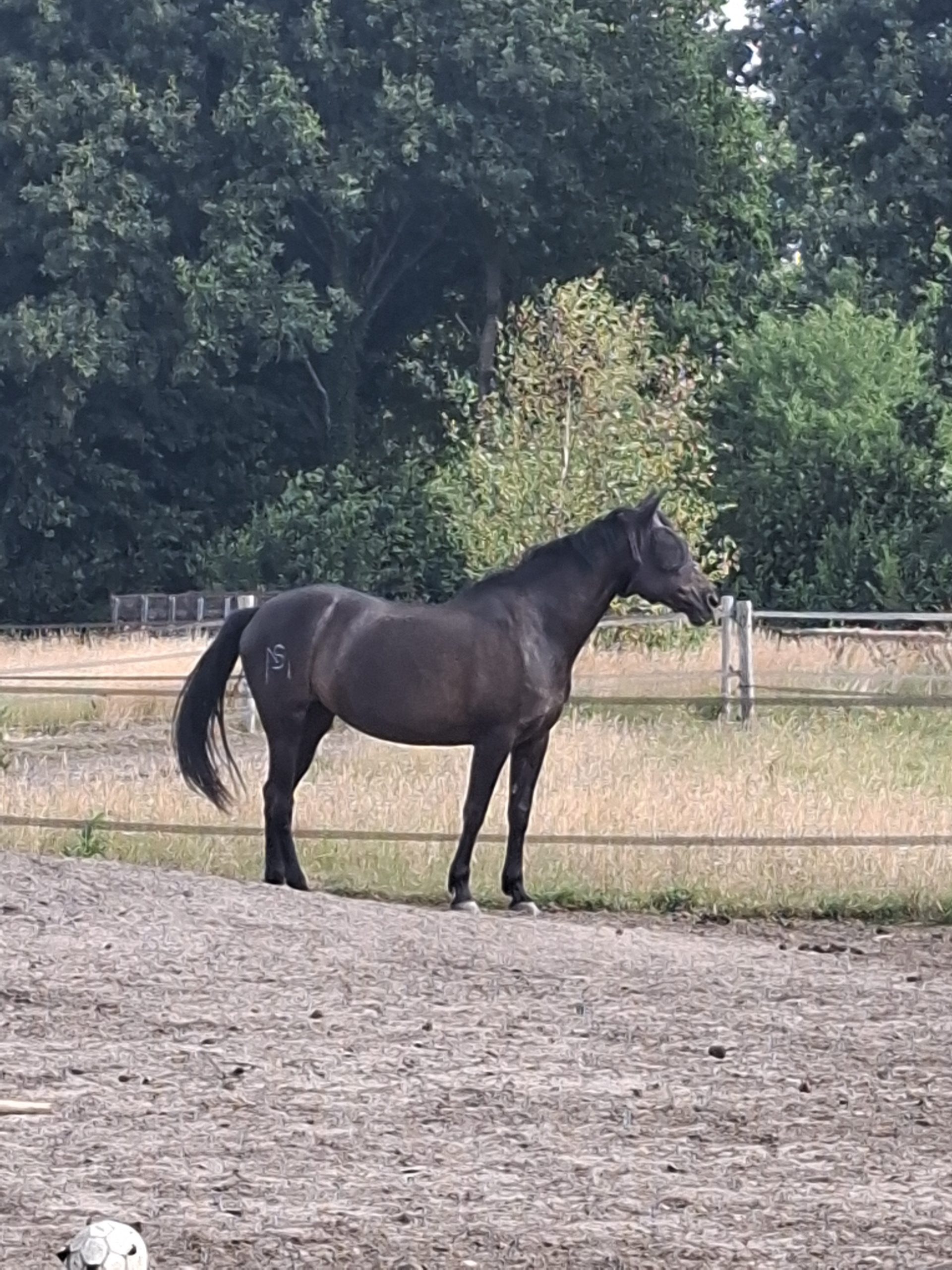 20250625_101218 paddock paradise Barchem